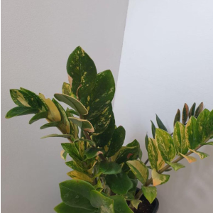 ZZ Zamioculcas Zamiifolia