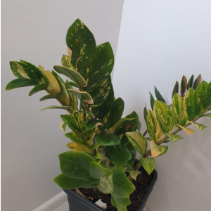 Dieffenbachia Reflector 6"