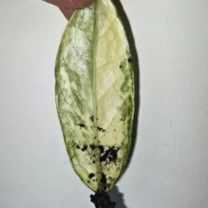 Variegated ZZ Plant